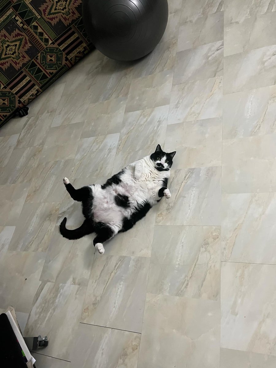 LynneMcbri8140's tweet image. Well that’s not very lady like.       

#ladycat #cowcat #fatcat #cats #CatsOfTwitter #catswithmustaches