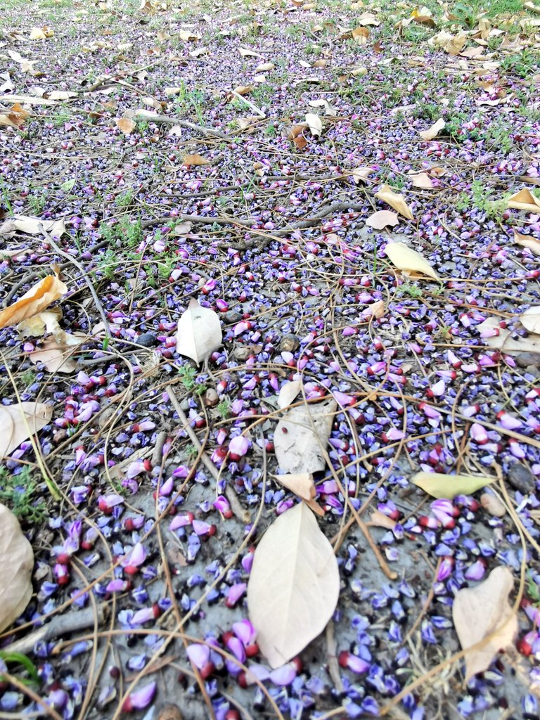 Turning purple! The Moulmein rosewood of Rajghat!!