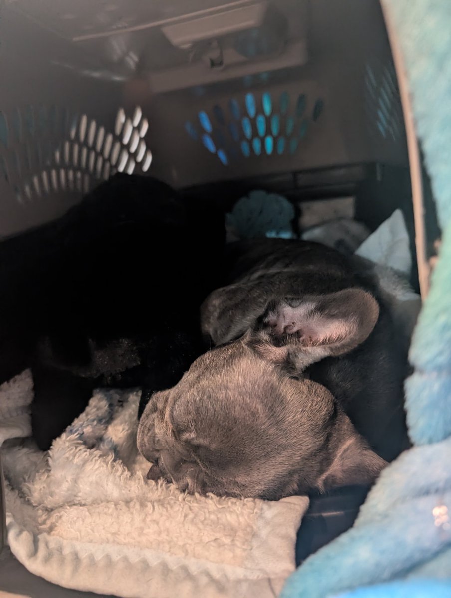 Tinagosee2's tweet photo. I bought him a teddy bear that has a heartbeat and he's been passed out in his crate for like an hour. Praise Jesus!! #Jax #cratetraining #notbitingme https://t.co/JHDy7hDOHv