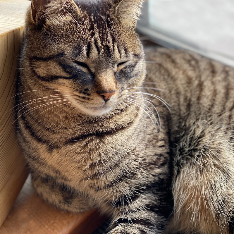 tedukurigohan's tweet photo. 私たちの心を読み取ってくれる猫さん。でもせっかくだから、言葉でも愛を伝えましょう。
そんなこと綴りました。ぜひご覧くださいませ＞＞
https://t.co/S8XpJGstO7
#猫 #猫のいる暮らし #福猫本舗 https://t.co/XxVOjuMNdM