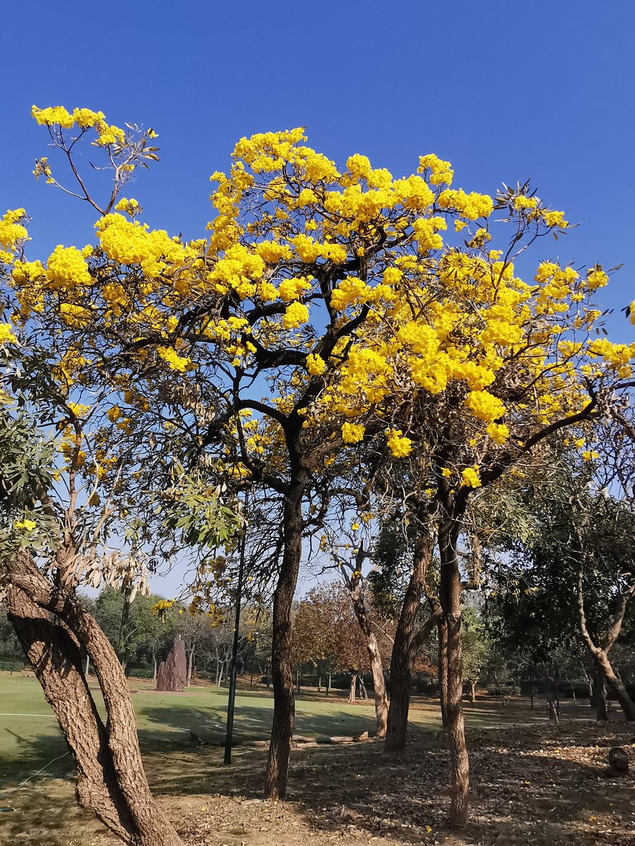 The Yellow Tabebuia bloom at Rajghat is adorable!