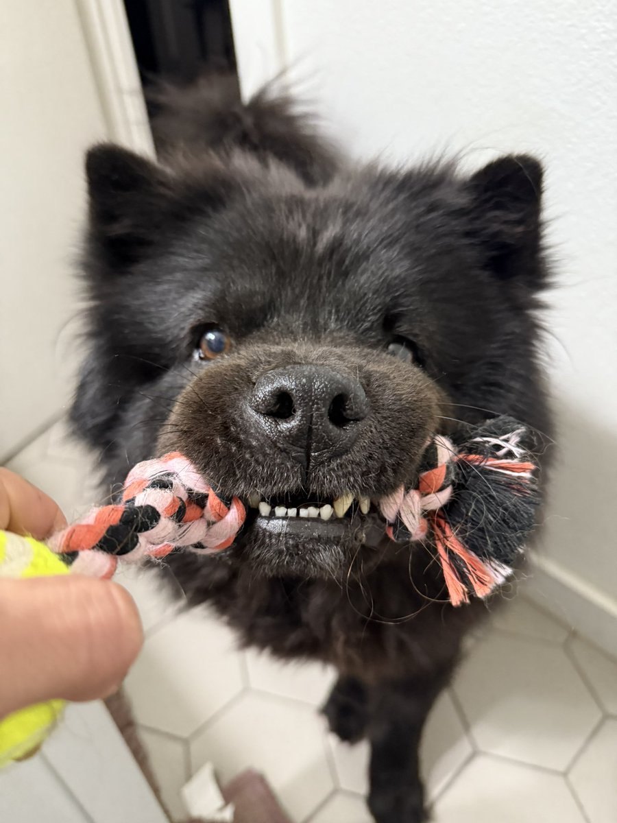 dulcemaccomedy's tweet image. cutie #chowchow