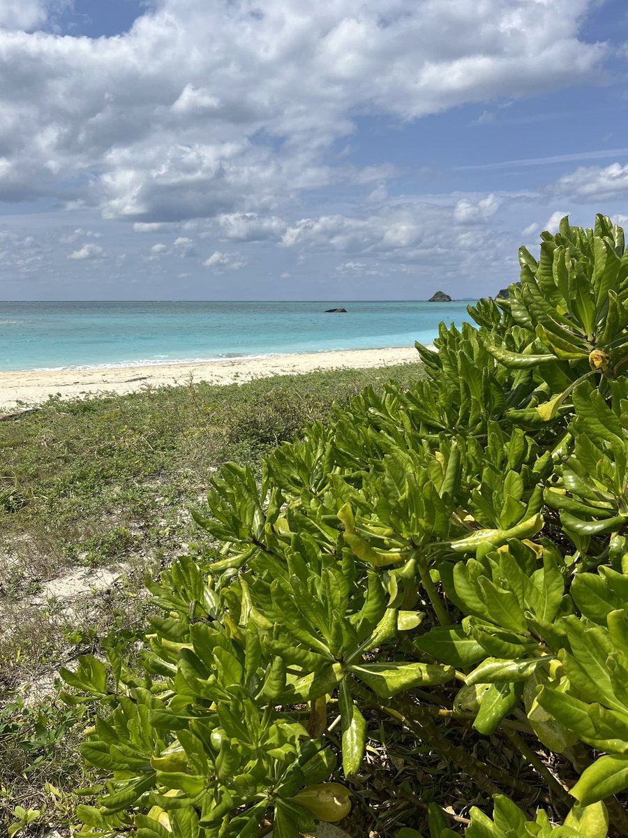 しんたにkungfu (@araquanjp) on Twitter photo 