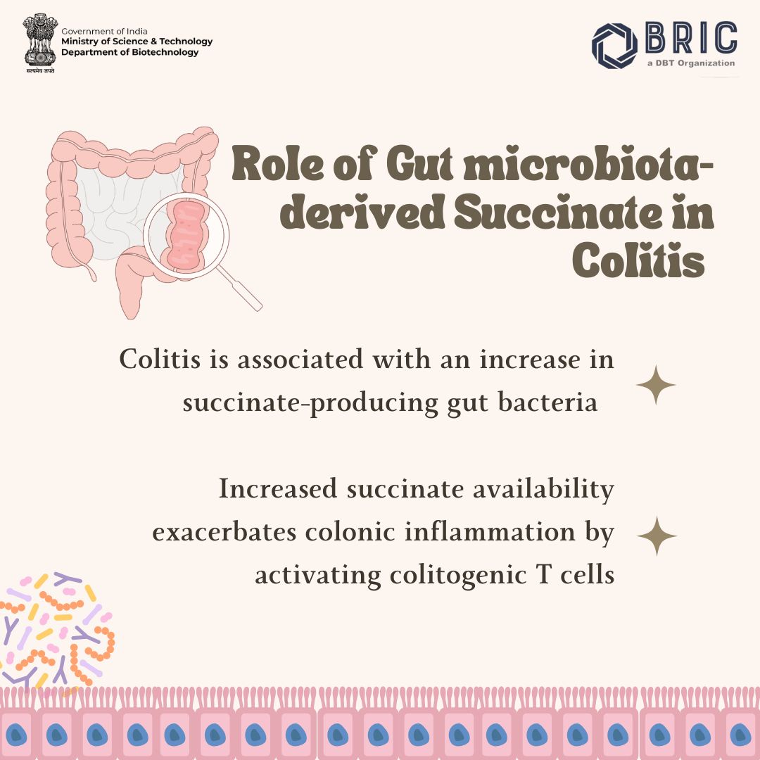 Researchers at the BRIC <a href="/THSTIFaridabad/">DBT-THSTI</a> have shown that #colitis is associated with an increase in succinate-producing gut bacteria underscoring the role of #gut microbiota-derived succinate in driving colitogenic T cells and its potential as a therapeutic target for treating