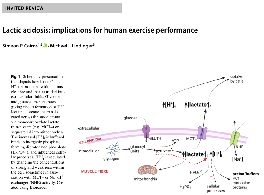 nick_krontiris's tweet image. This review critically evaluates whether high-intensity exercise-induced lactic-acidosis causes/contributes to fatigue during human exercise.