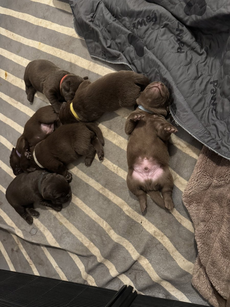 SharonSmoney's tweet photo. Who is growing big and so relaxed 
Cuteness overload #forrestgump https://t.co/pWjEtRpZ0a