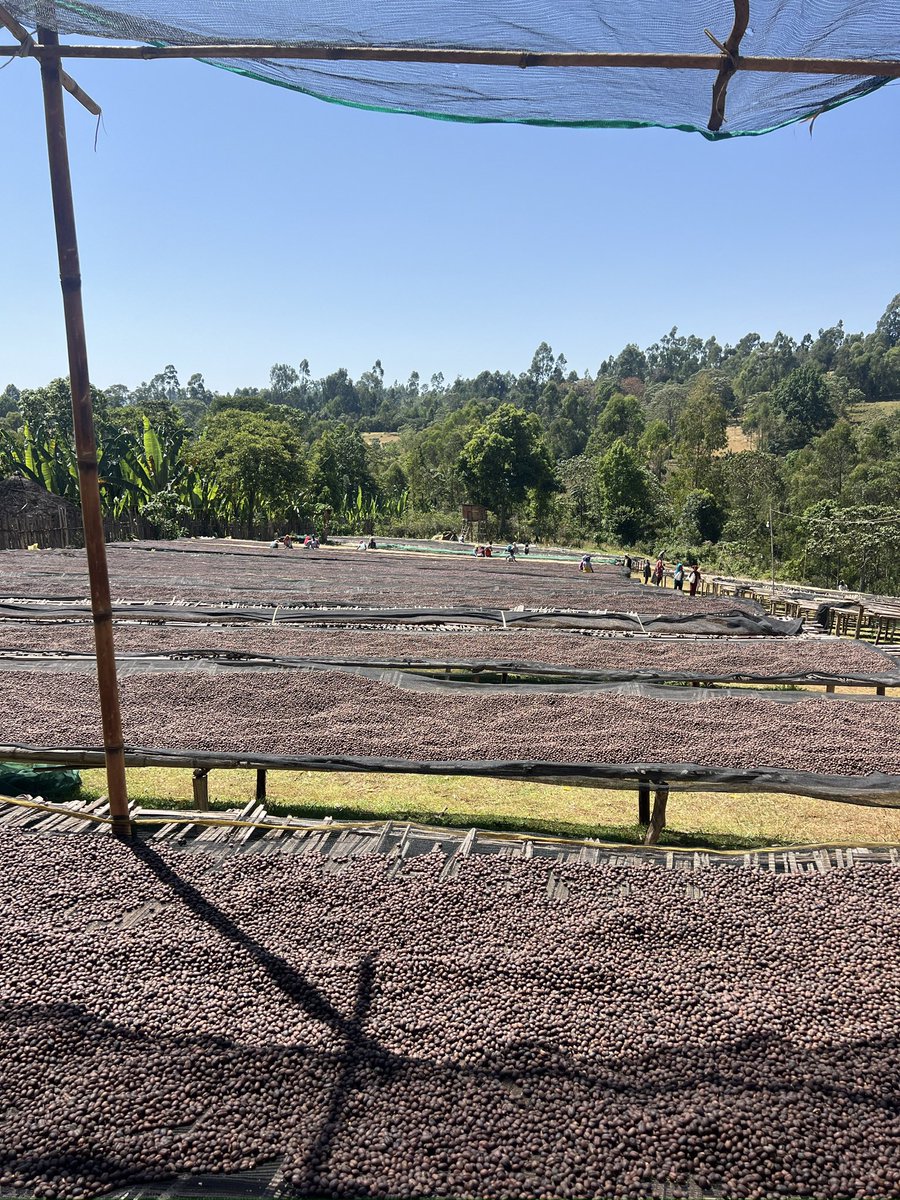 helephcoffee's tweet photo. @helephcoffee #helephcoffee Ethiopian coffee harvest 2024/25 https://t.co/pvQ4p0Uf51