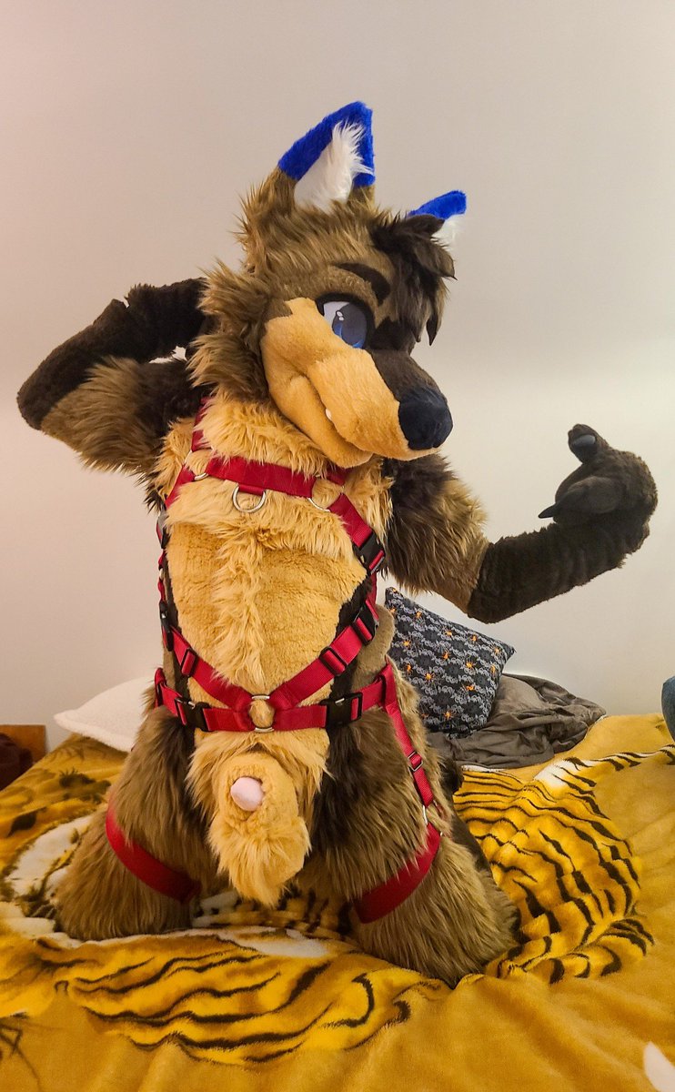 NovakInTheDark's tweet photo. Who's ready to try and tame this wolfdog? Just be careful 'cuz he's known for getting his revenge~  

🪡: @TheLightofVenus 
📷: @SeaOnNightWatch 
🪢: @Crunchycurl https://t.co/uqCAfbxSOh