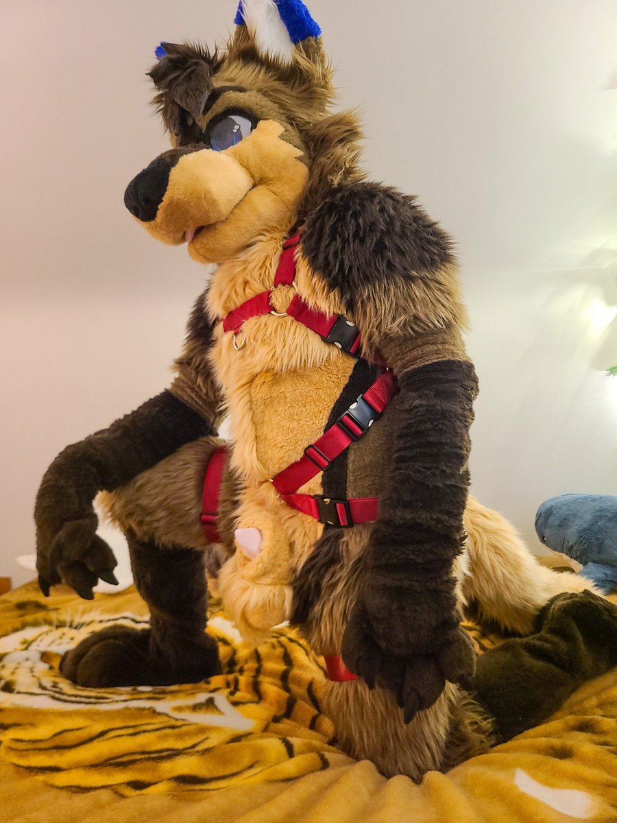 NovakInTheDark's tweet photo. Who's ready to try and tame this wolfdog? Just be careful 'cuz he's known for getting his revenge~  

🪡: @TheLightofVenus 
📷: @SeaOnNightWatch 
🪢: @Crunchycurl https://t.co/uqCAfbxSOh