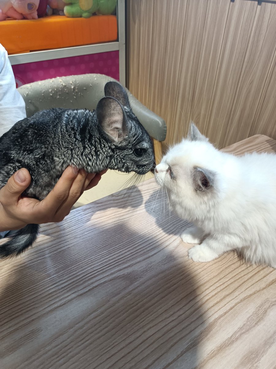 单纯总被骗 tweet media