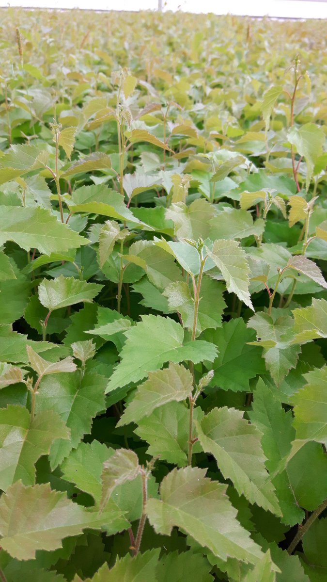 Rauduskoivun kysyntä metsäpuiden taimina on lisääntynyt mukavasti. Lehtipuita metsiin tavoite etenee! Korviini kuuluu,että koivun taimista on pula. Ei pidä paikkaansa! Koivun istutusaika on keväästä elokuun loppuun. #FinForeliaOy kasvattaa kesäkoivua niin paljon kuin tarve on!