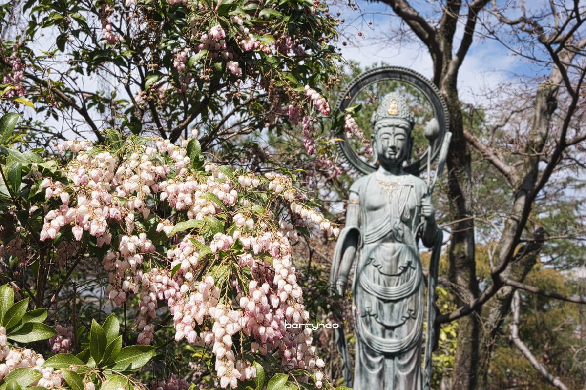 dberrynaz's tweet photo. #中院 に行ってきました
例年だと3月20日には満開のしだれ桜ですが、一輪も咲いていませんでした
代わりにモクレン？やドウダンツツジやミモザや寒緋桜が見頃でした
確か彼岸の頃にはここの琉球寒緋桜は終わってた気がするので今年は春が遅いのかな
#zmc50 #Nikon #Z6 #NIKKORZMC50mmf28 #ZMC50mmf28 https://t.co/rEgBb1tDlQ