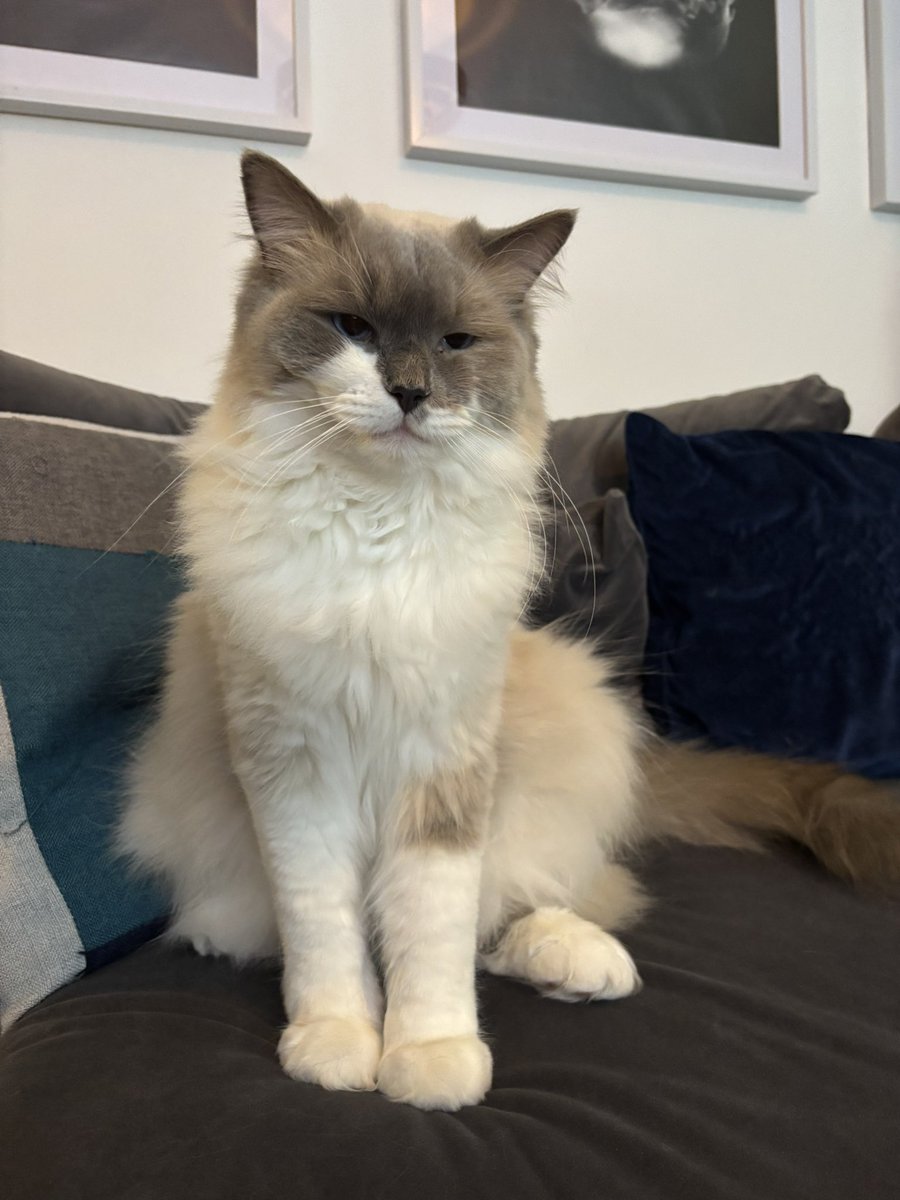 Good Morning #teacher5oclockclub and Happy Purrsday! 🫶🏻 Baby Pedro Pascal was all ready for snuggles this morning, think he’s counting down until the weekend! #TEACHers #Purrsday #ThursdayFeeling