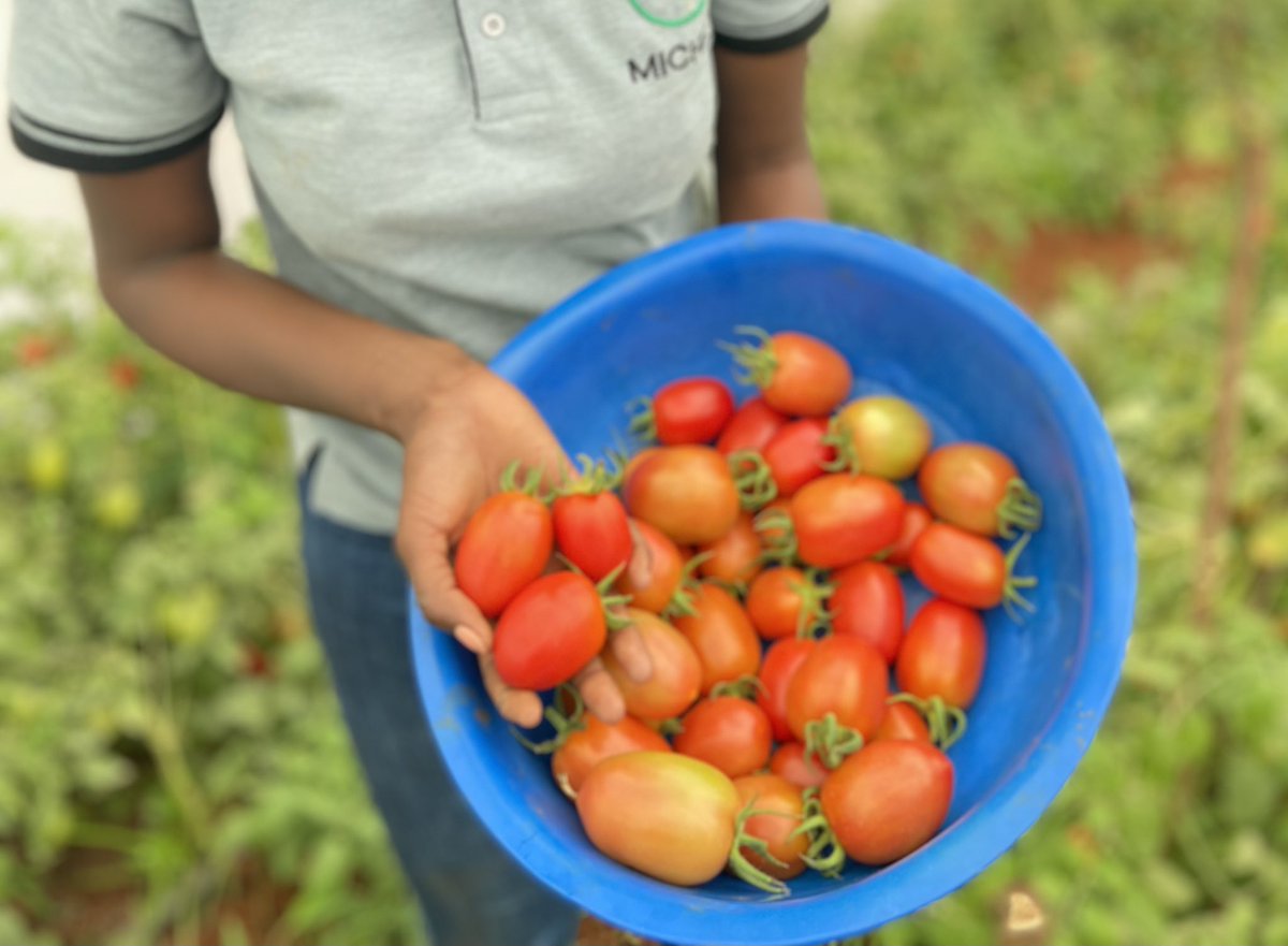 Chero_Sharon's tweet photo. Agriculture is the future, and the future is young! 🌾
Are you a young farmer making waves in farming, or know someone who does? 
Tupande is celebrating you! #YIAA!🎉

Through the Young People in Agriculture Awards, Tupande not only recognizes but want to further reward young farmers with amazing cash prizes, mentorship from agricultural experts, and all the support you need to grow- literally 🤩

Here’s how to get join the movement;
✓ Register through *896*9#, nominate yourself, or your group
✓ Follow the prompts to get the Tupande code. 
✓ Use this code to show us what you've got on https://t.co/swY1b1p9lt
✓ Tag a friend who needs to see this!

#YIAA #YoungPeopleInAgricultureAwards #YoungFarmersRising #YoungAgripreneursKenya #AgricultureIsYouthful #CelebratingTheYoung #VijanaKwenyeKilimoNiMabingwa