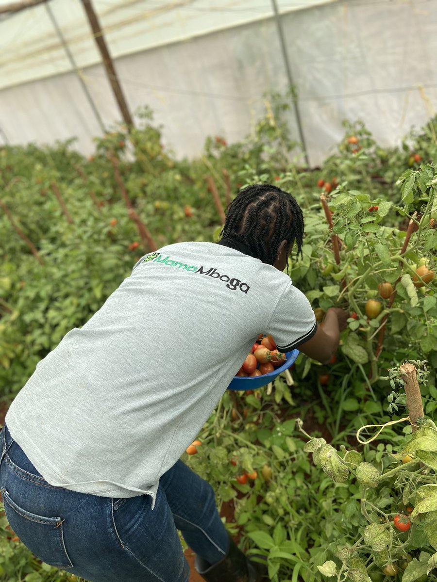 Chero_Sharon's tweet photo. Agriculture is the future, and the future is young! 🌾
Are you a young farmer making waves in farming, or know someone who does? 
Tupande is celebrating you! #YIAA!🎉

Through the Young People in Agriculture Awards, Tupande not only recognizes but want to further reward young farmers with amazing cash prizes, mentorship from agricultural experts, and all the support you need to grow- literally 🤩

Here’s how to get join the movement;
✓ Register through *896*9#, nominate yourself, or your group
✓ Follow the prompts to get the Tupande code. 
✓ Use this code to show us what you've got on https://t.co/swY1b1p9lt
✓ Tag a friend who needs to see this!

#YIAA #YoungPeopleInAgricultureAwards #YoungFarmersRising #YoungAgripreneursKenya #AgricultureIsYouthful #CelebratingTheYoung #VijanaKwenyeKilimoNiMabingwa