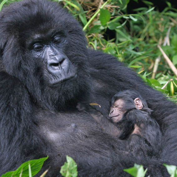 Nyakiruka, a mountain gorilla in Bwindi, has welcomed a newborn! With only 1,069 mountain gorillas left, every birth is a vital step forward. Protecting them takes all of us, read more and support our work today gorillas.org/get-involved/d…