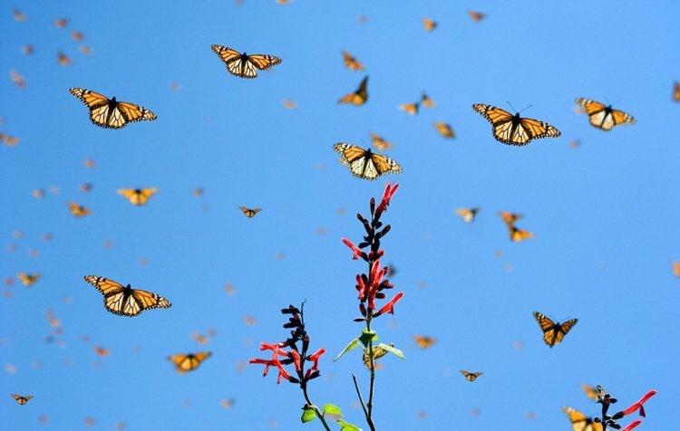 Nicola_Bressi's tweet photo. CHE MONDO SAREBBE, SENZA FARFALLE? 🦋
Tutti i naturalisti con la barba bianca, in diverse parti del mondo, notano che ci sono meno farfalle.
Purtroppo mancano i dati oggettivi: da ragazzi non contavamo le farfalle.
Ora qualche dato solido inizia a arrivare
https://t.co/lTL0AyG5LF https://t.co/BVVKifI4KF