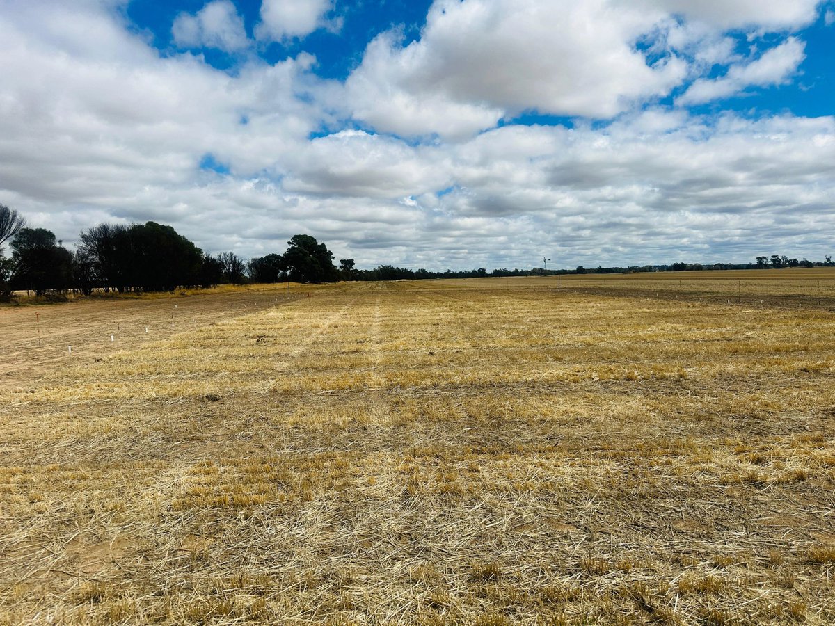 Arslan Peerzada, PhD (@ampeerzada) on Twitter photo Summer Weed Control✅
Our Narrogin trial on brome grass, supported by #GRDC, is in its 2nd year! #DPIRD's Dr. <a href="/harmy_dhammu/">Harmy DHAMMU</a>, with <a href="/FaceyGroup/">Facey Group</a>, is testing integrated weed management—evaluating crop rotations, herbicide technology, and input levels vs. continuous wheat. Stay tuned! Summer Weed Control✅
Our Narrogin trial on brome grass, supported by #GRDC, is in its 2nd year! #DPIRD's Dr. <a href="/harmy_dhammu/">Harmy DHAMMU</a>, with <a href="/FaceyGroup/">Facey Group</a>, is testing integrated weed management—evaluating crop rotations, herbicide technology, and input levels vs. continuous wheat. Stay tuned!