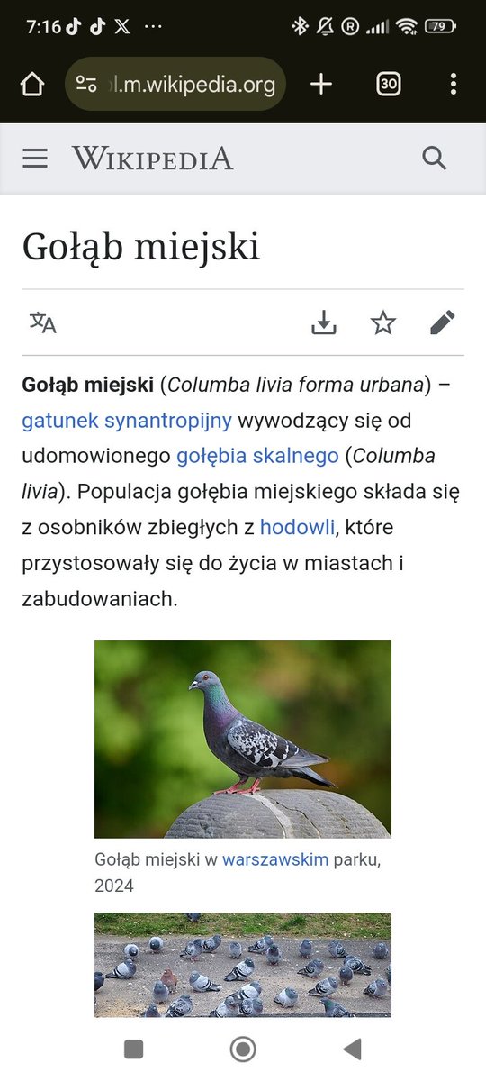 Grvbvrz's tweet photo. @malinowski_lech @blackrainbow133 @Steemm2 @xdollietalks Panie Leszku, proszę się najpierw doinformować zamiast pisać głupoty, zwłaszcza że w Polsce mamy wiele gołębiarzy. https://t.co/2dQmL0twNk