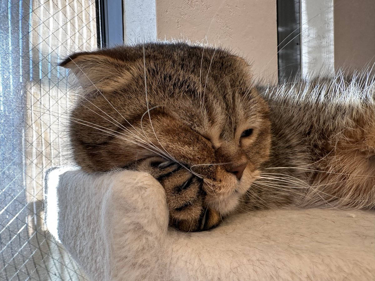 たぬ吉とあきぼう  @ponpokopontanu - Twitter Profile | TwStalker