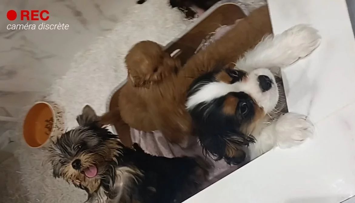 Fondation 30 Millions d'Amis tweet media