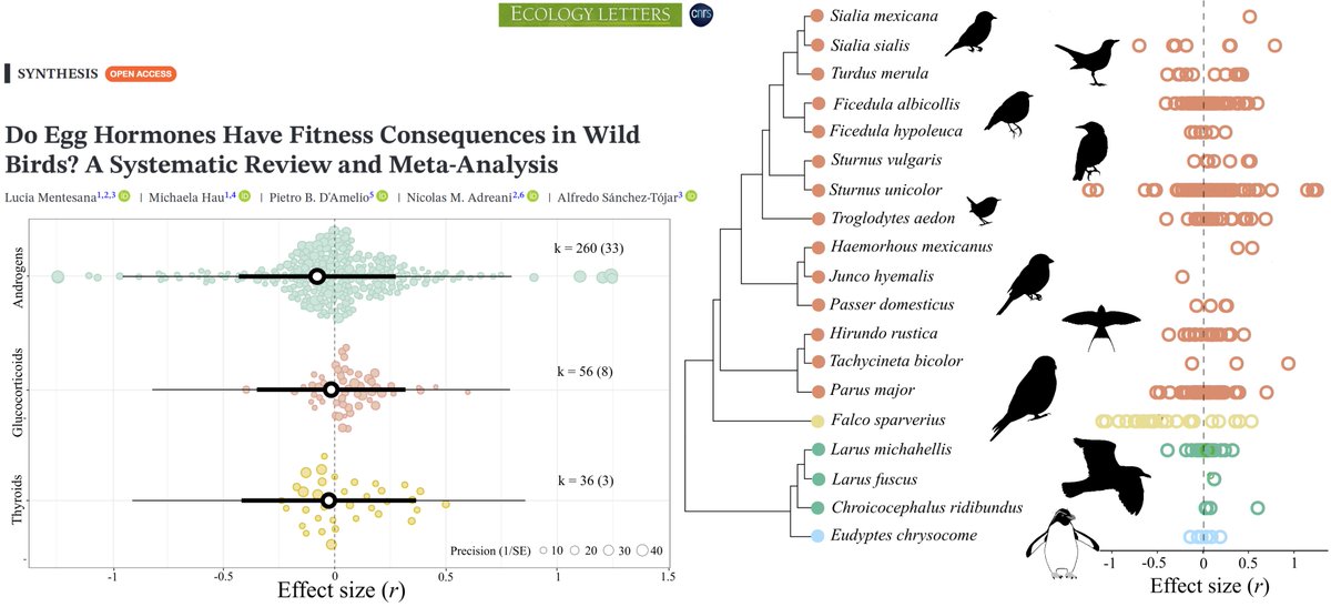 Our preregistered #systematicreview &amp; #metaanalysis <a href="/Ecology_Letters/">Ecology Letters</a> synthesises 438 effects from 57 studies on 19 wild 🐦species to test if &amp; how egg hormones relate to fitness

📰 doi.org/10.1111/ele.70…

Data &amp; Code github.com/ASanchez-Tojar…

Registration doi.org/10.17605/OSF.I…