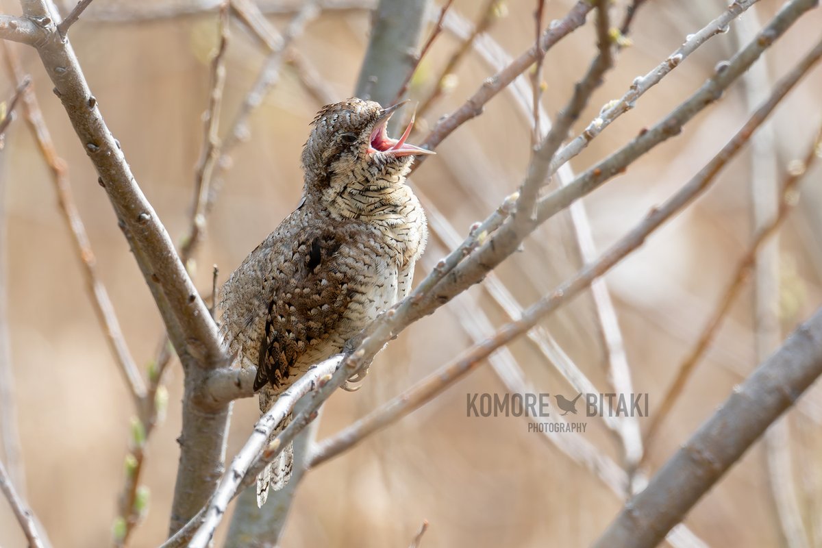 komorebitaki's tweet photo. アリスイ
#野鳥 #野鳥撮影 #野鳥写真 #野鳥観察 #バードウォッチング #アリスイ #蟻吸 #NIKON #Z50II #Z445 #ZTC14X https://t.co/8Tb1Fn8ddh