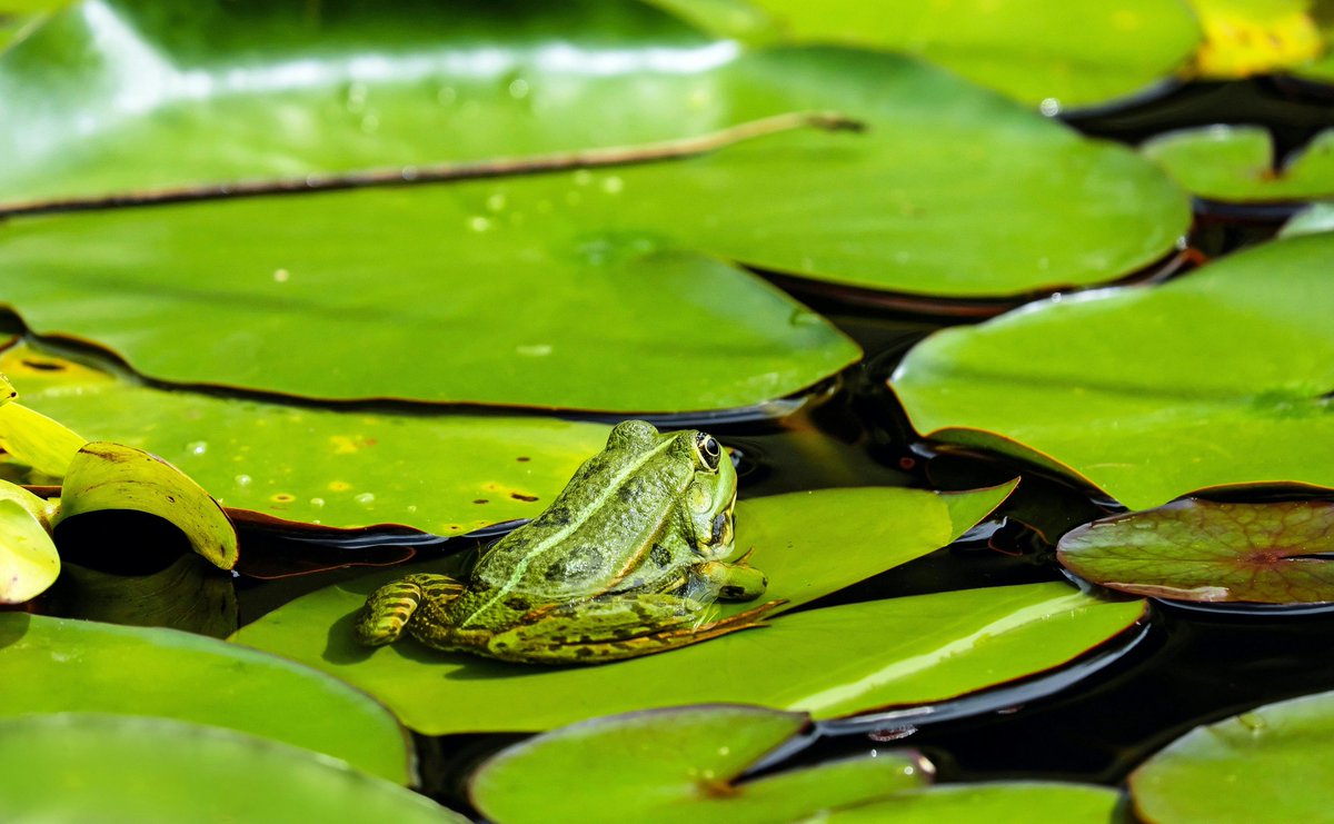 #SabiasQue las ranas no beben agua a través de su boca? 🐸

💦 Sino que se hidratan a través de su piel, gracias a una zona especial que les permite absorber agua directamente del entorno

#DiaMundialDeLaRana