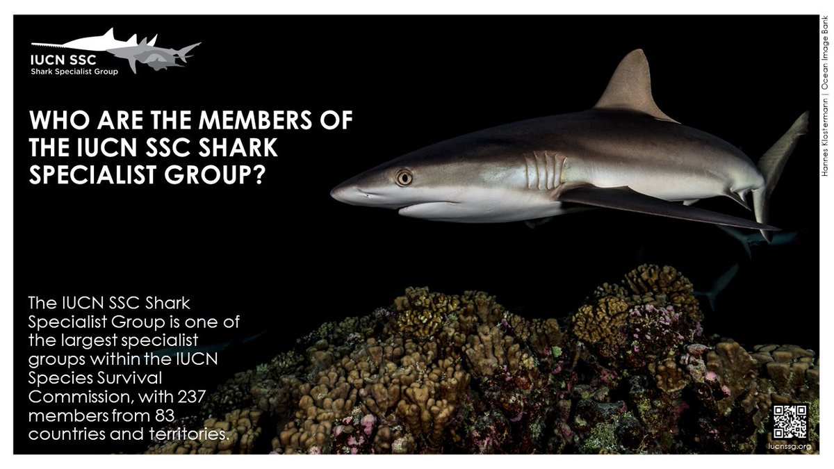 IUCN SSC Shark Specialist Group (@iucnshark) on Twitter photo The IUCN SSC SSG is made up of leading experts and conservationists dedicated to protecting sharks and rays. Learn more about who they are!
See more in our FAQs page (iucnssg.org/faq.html)
#shark #ray #chimaera #conservation #ocean #WeAreSSC <a href="/IUCNssc/">IUCN Species Survival Commission</a> The IUCN SSC SSG is made up of leading experts and conservationists dedicated to protecting sharks and rays. Learn more about who they are!
See more in our FAQs page (iucnssg.org/faq.html)
#shark #ray #chimaera #conservation #ocean #WeAreSSC <a href="/IUCNssc/">IUCN Species Survival Commission</a>
