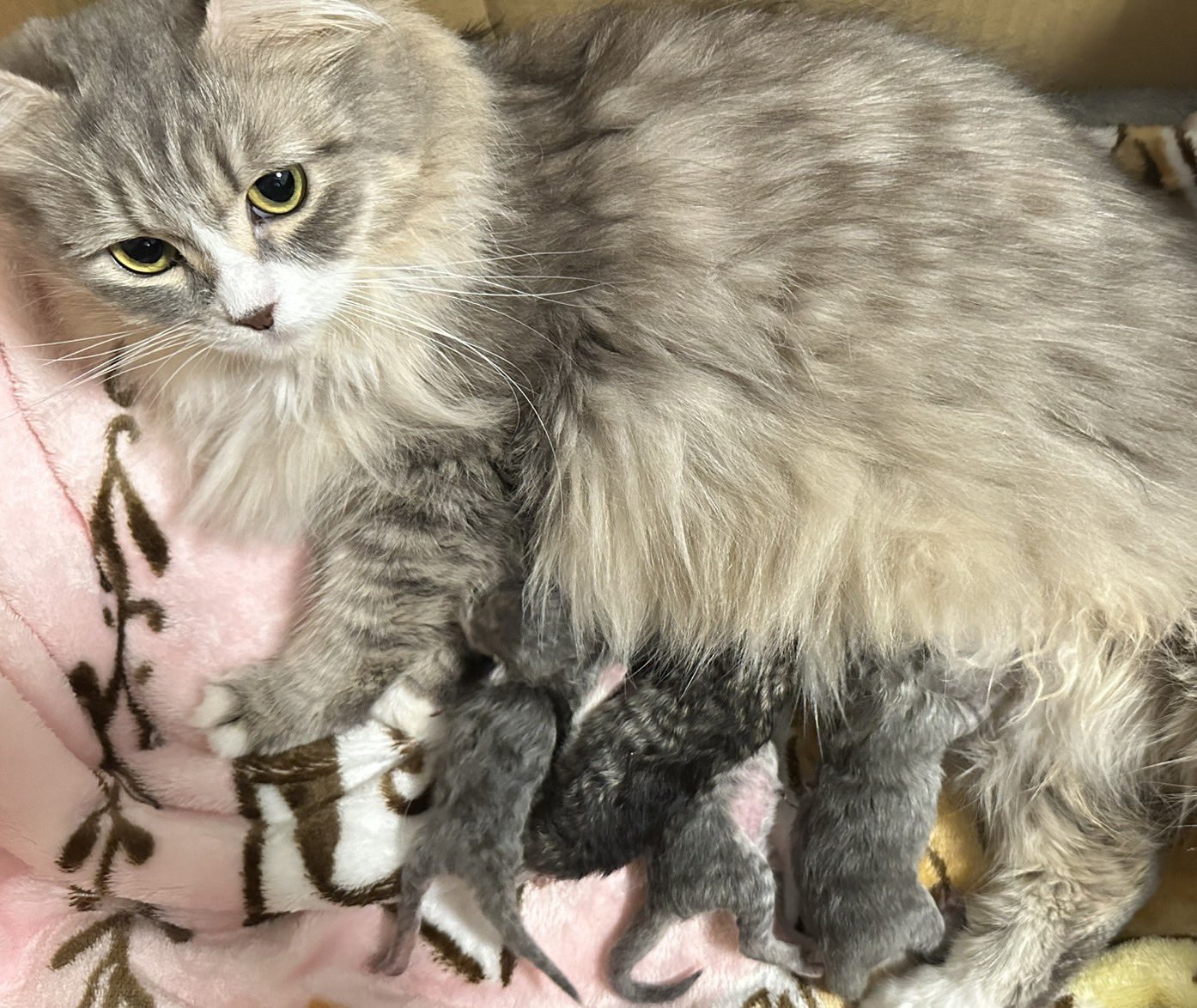 vivi猫 わさび6歳8ヶ月… おはようございます𓂃 𓈒𓏸 今日も一日ご安全に