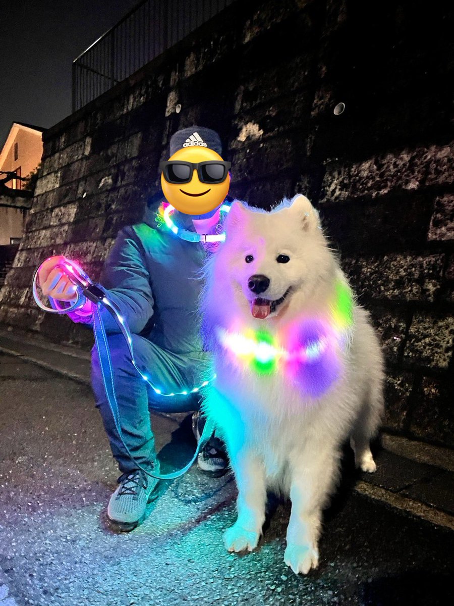 ゲーミングパパとサモエド 通りすがりの方に素敵ですねと言って