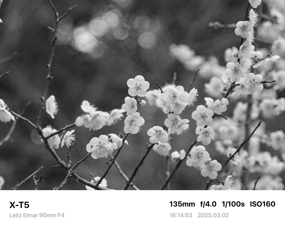 suga_photo12's tweet photo. 【レンズだけLeicaの世界】ACROSでも撮ってみた。

Camera→FUJIFILM X-T5
Lens→Leitz Elmar 90mm F4
Film Simulation→ACROS

#leica #leitz #elmar90mmf4 #acros #fujifilm #xt5 #オールドレンズ #oldlens #photography #filmsmulation https://t.co/HpywqLux7x