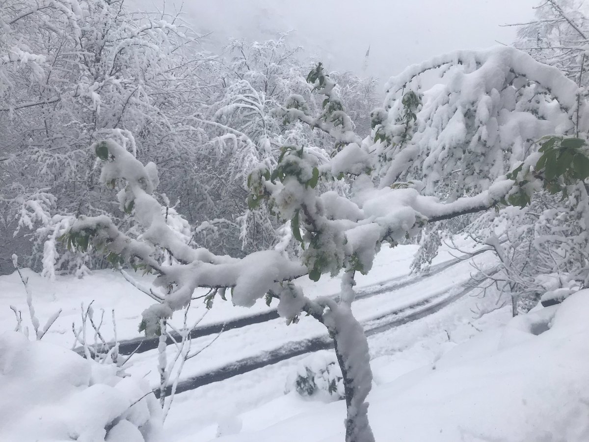 nej2961's tweet photo. Vatandaş açan meyve çiçeklerini korumaya çalışıyor !!!! https://t.co/xnSihIujLj