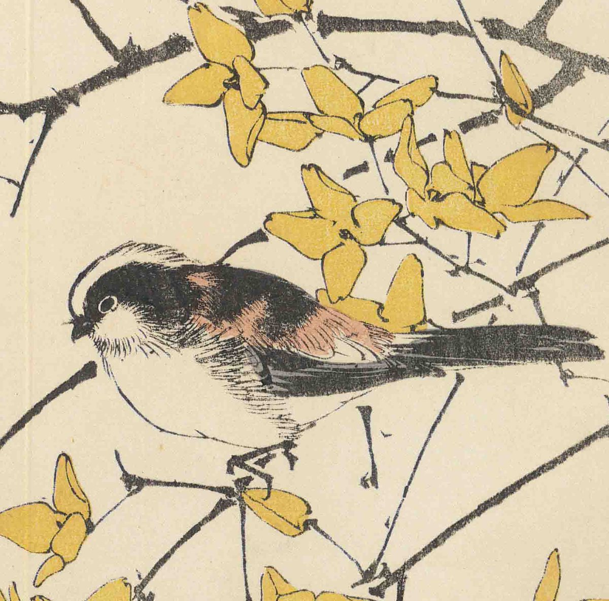 エナガ花鳥絵 今尾景年 #景年 #花鳥 画譜 連翹(レンギョウ) エナガ 明治25(1892) #二