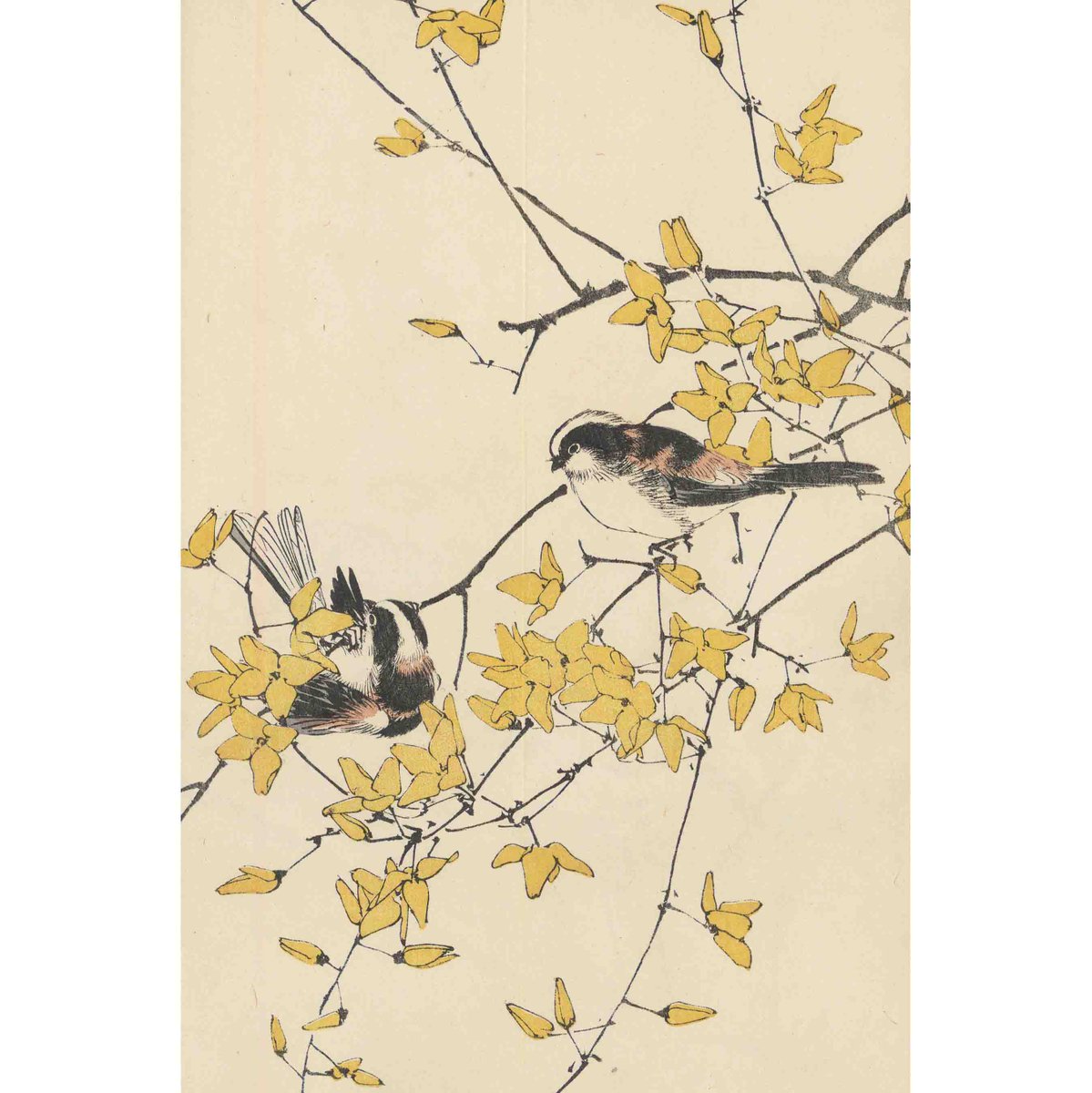 エナガ花鳥絵 HALKA | トランペットにエナガ(2015) #illustration #illust
