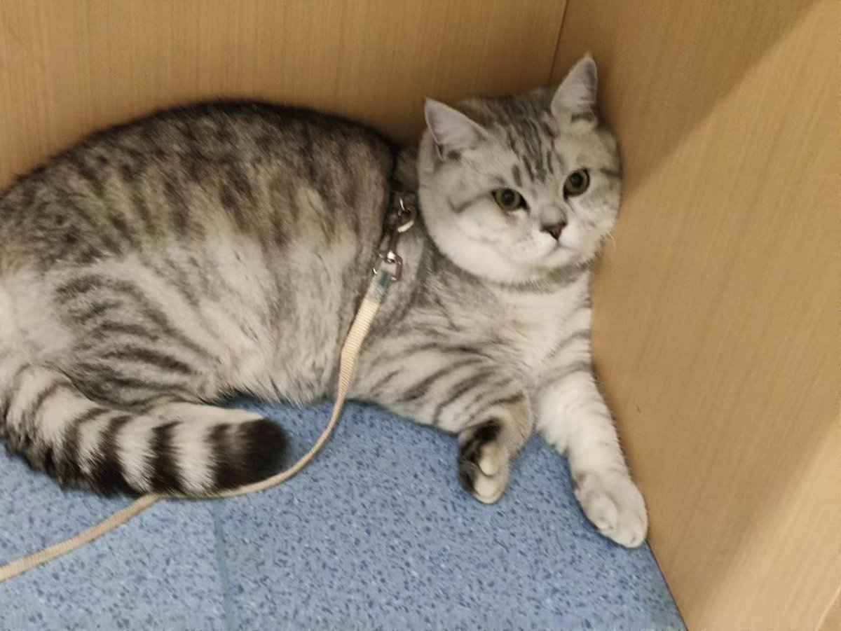 Fibonacciii_He's tweet photo. 🐱 https://t.co/yYd925V6eV