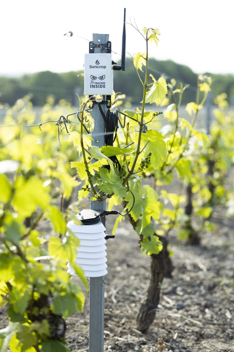 🚨 Don't wait to gear up against frost! 

❄️ Don't let frost decimate your plots, discover our anti-frost solutions now!
bit.ly/3FGoJqQ

Share photos of your Sencrop stations by tagging <a href="/sencrop/">Sencrop, la météo connectée à vos cultures 🌡️❄️🌦</a> 📷