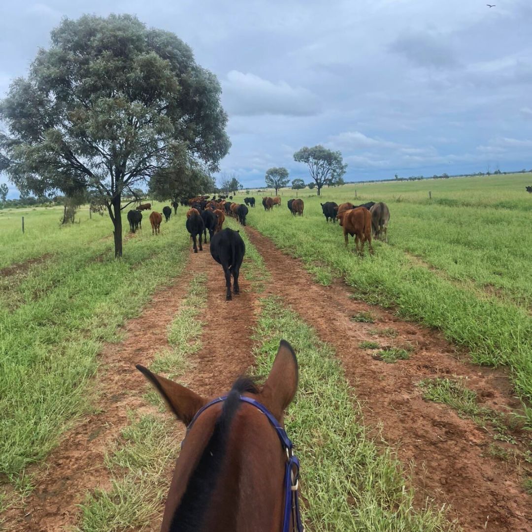 AgCAREERSTART's tweet image. The 2025 cohort has kicked off!

#GapYearAU #WorkAndTravel#FarmLifeAU #ExploreAustralia #TravelGoals #FarmWorkAU #ExperienceLife #TravelAustralia #FarmLifeExperience #TravelInspiration #FarmAdventures #TravelTheWorld #AussieFarmLife