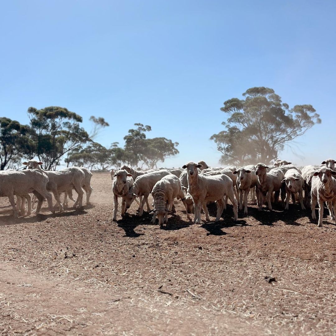AgCAREERSTART's tweet image. The 2025 cohort has kicked off!

#GapYearAU #WorkAndTravel#FarmLifeAU #ExploreAustralia #TravelGoals #FarmWorkAU #ExperienceLife #TravelAustralia #FarmLifeExperience #TravelInspiration #FarmAdventures #TravelTheWorld #AussieFarmLife