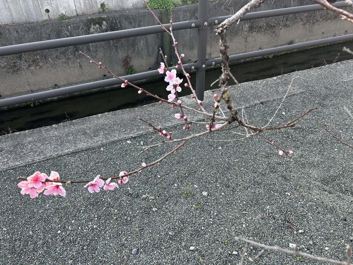 BzJ2ndXSmKvPBEg's tweet photo. たまには　花で　癒されて https://t.co/aaIDCSNJQr