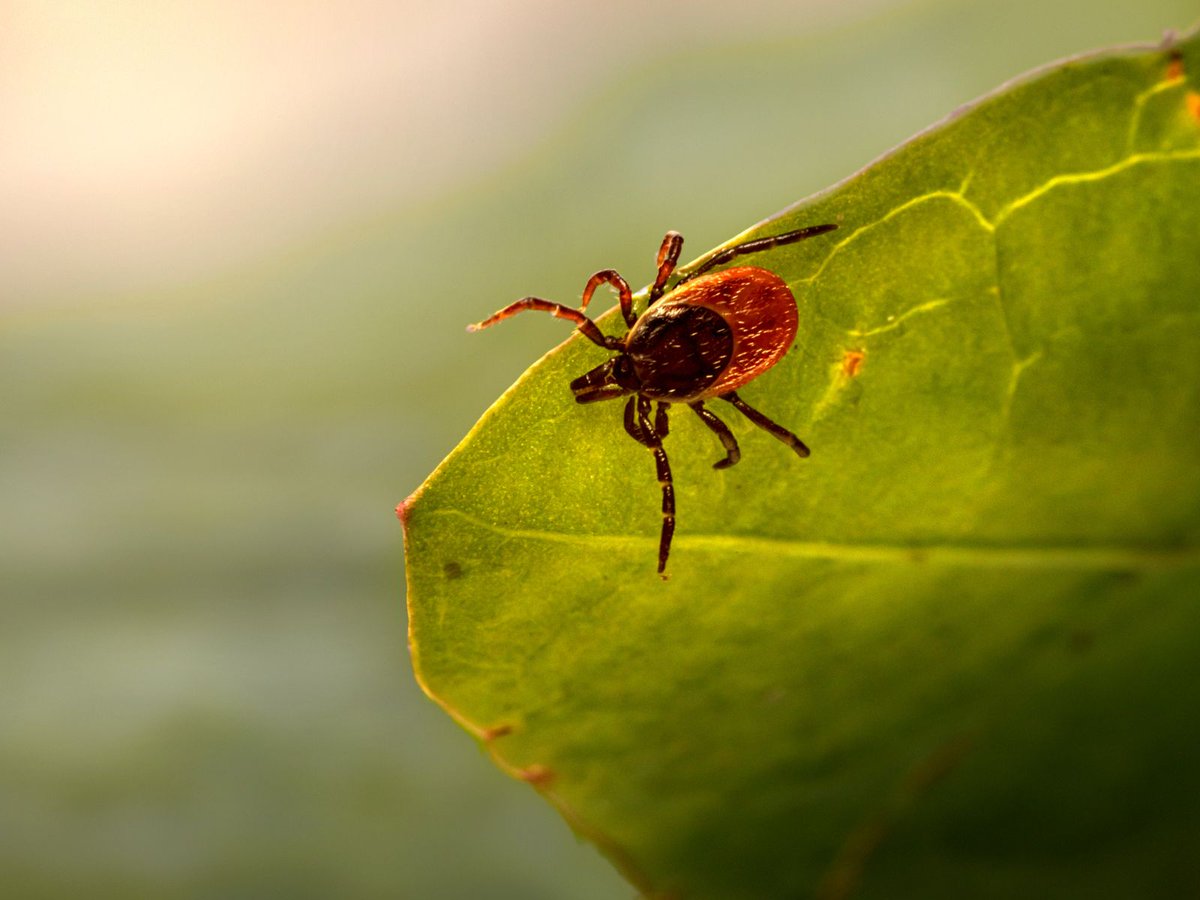 De lente is officieel begonnen! Maar, met de stijgende temperaturen worden ook teken weer actief. 🕷️ Een beet doet geen pijn, maar teken kunnen de Borrelia-bacterie overbrengen, die Lyme kan veroorzaken. Check jezelf daarom altijd na een wandeling! ✅ #tekenbeet #lyme #lente