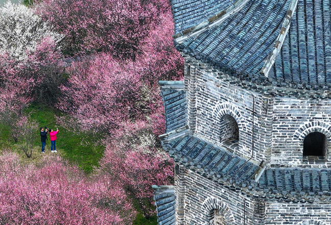 ailuqiao123's tweet image. In early spring, plum blossoms are in full bloom in Qiankou Village, a millennium - old village in Huizhou. The blossoms shine brightly and contrast beautifully with the classic Hui-style architecture, creating stunning views. 
#Huangshan #SpringScenery
#Anhui #AmazingChina