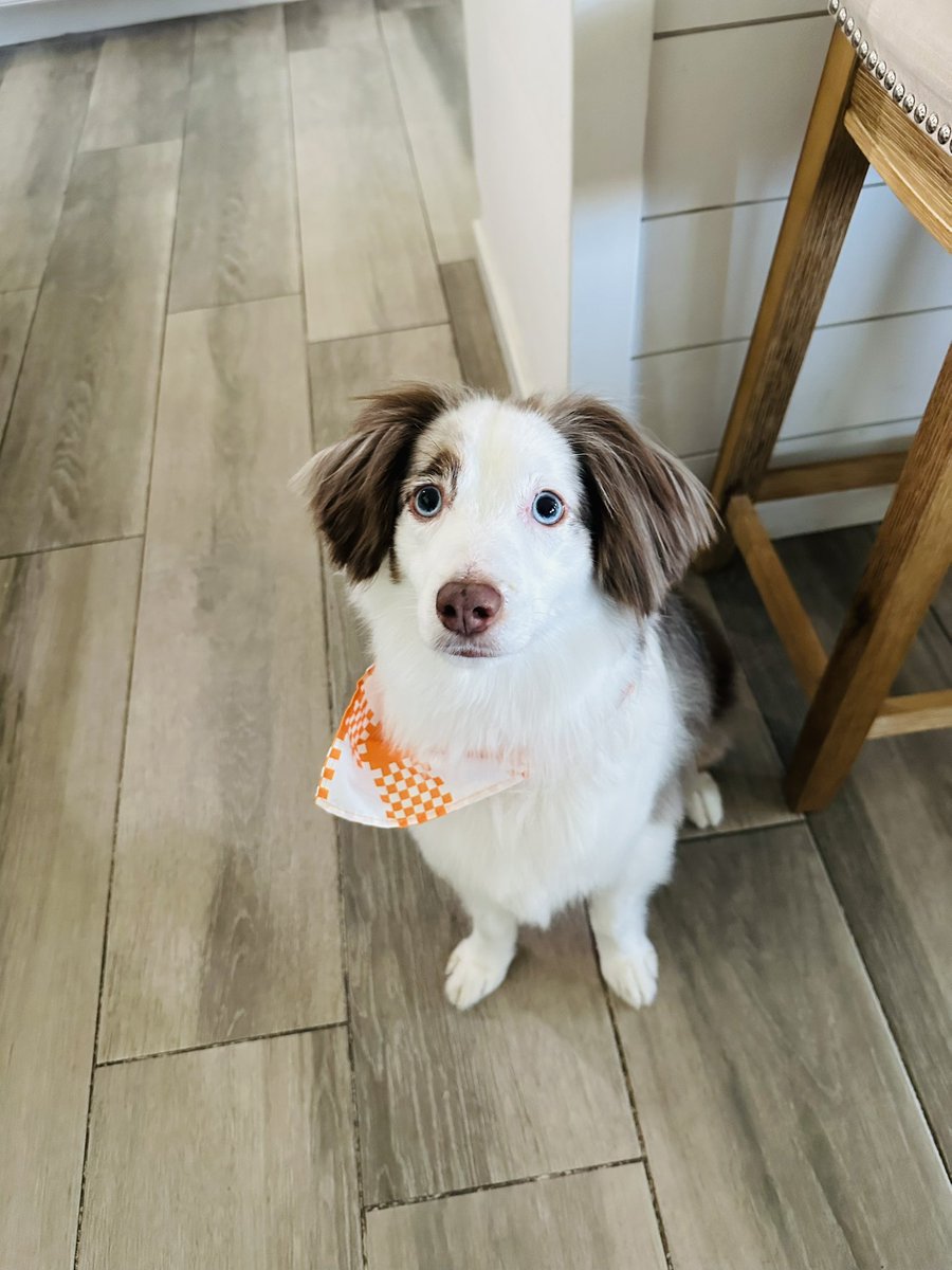 MasonJL79's tweet photo. I am in the wrong business. $260 for the dogs to get groomed 🤯 But they do look good 😂 #Roxee #Boomer #TheMerleLife https://t.co/8WVzlhn1Sr