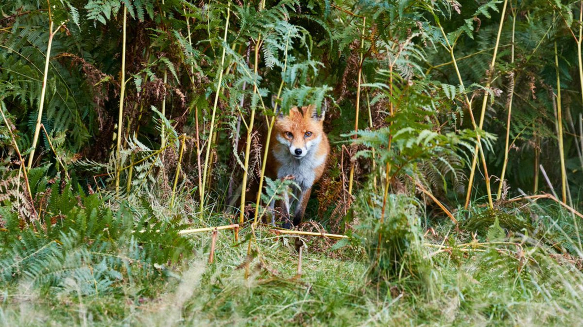 RSPCA (England & Wales) (@rspca_official) on Twitter photo This spring and summer, you can help protect local wildlife by joining the <a href="/PTES/">People's Trust for Endangered Species</a> mammal monitoring survey 🔍
Taking part is easy - visit a green space, spot mammals or their signs, and record your findings online.
Every sighting counts! Sign up here: ptes.org/lwm This spring and summer, you can help protect local wildlife by joining the <a href="/PTES/">People's Trust for Endangered Species</a> mammal monitoring survey 🔍
Taking part is easy - visit a green space, spot mammals or their signs, and record your findings online.
Every sighting counts! Sign up here: ptes.org/lwm