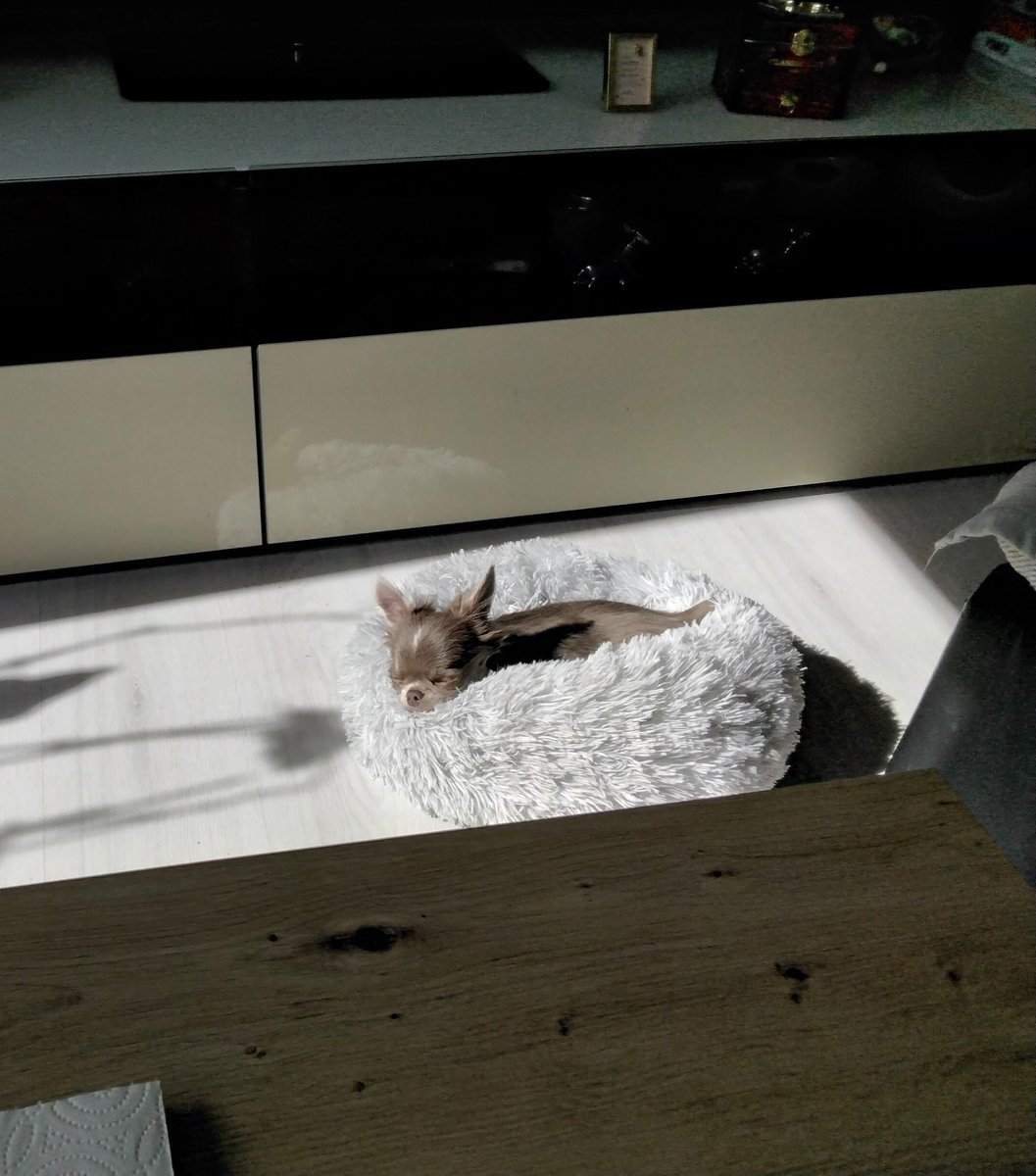 Ein kleines Mittagsschläfchen in der Sonne. Nachdem wir Gassi waren und Mittag gegessen haben.😆