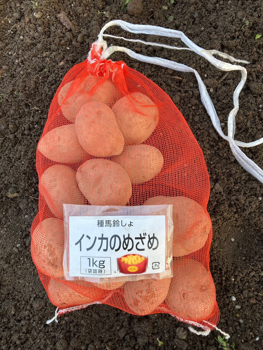 Tuchin1309's tweet photo. 昨日は⛄️が降ってのに
今日はお天気で待ちきれなくて種じゃがいもを植え付けた。
防寒と防草にハルちゃんの残したチモシーを散らした。
種じゃがいもは　#インカのめざめ🥔だよ
#ぽろしり🥔　は　#ダイソー　で
#家庭菜園 https://t.co/pprArfHkZM