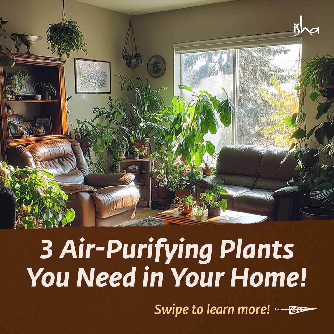 ishafoundation's tweet image. These three plants are known for their air-cleaning properties, based on various research studies. They&apos;re relatively easy to care for and can help improve your indoor air quality.

The Money Plant, in particular, has shown impressive results in reducing various health issues in…