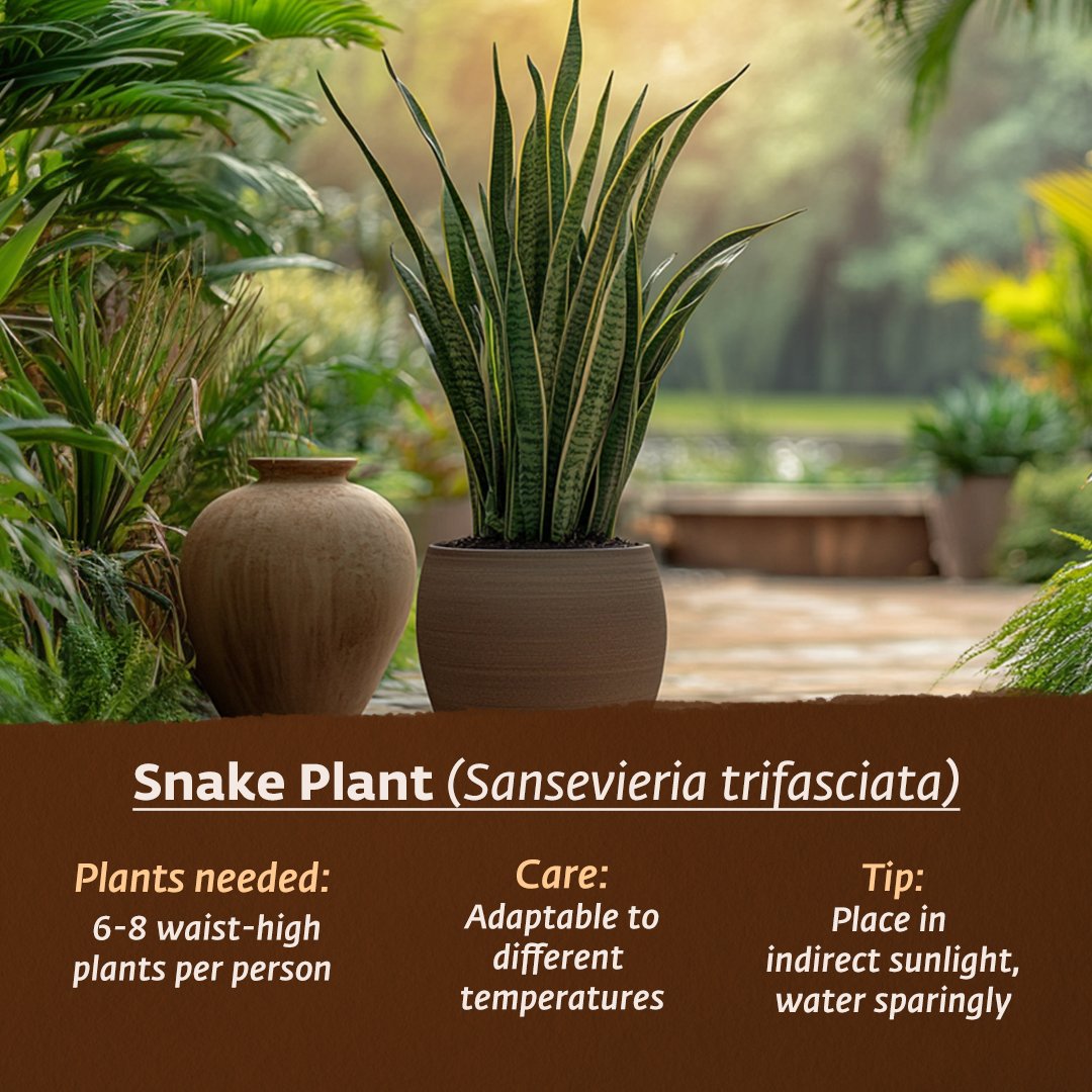 ishafoundation's tweet image. These three plants are known for their air-cleaning properties, based on various research studies. They&apos;re relatively easy to care for and can help improve your indoor air quality.

The Money Plant, in particular, has shown impressive results in reducing various health issues in…