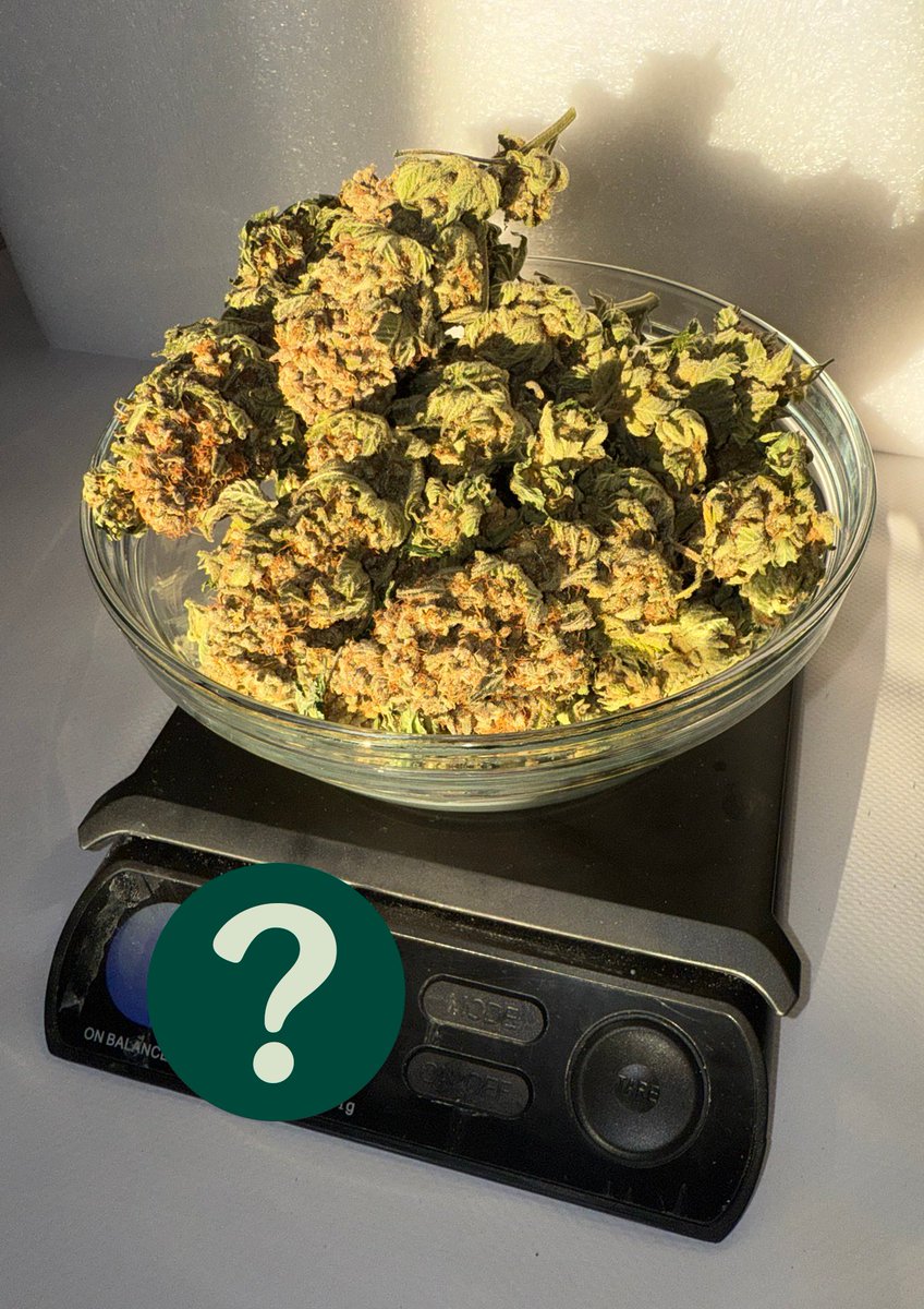 Grower, can you guess the weight of these Pink Gorilla buds? 🦍 Is it 65g, 100g, or 135g? 🙌🏼