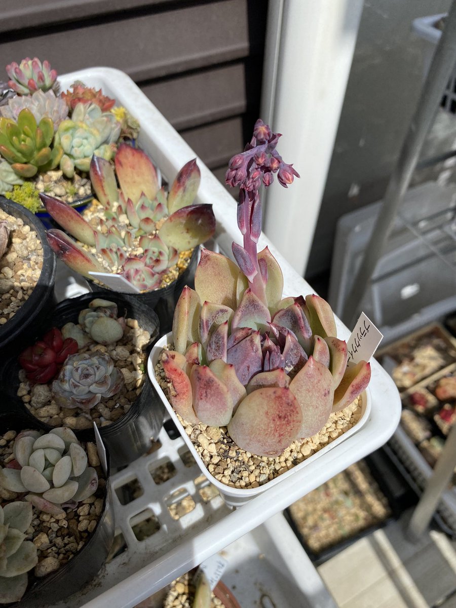 昨日は雪降ったけどみんな元気そうでした。お休みだったのでちょっとだけ植え替え。もうすぐで多肉2年生だー。